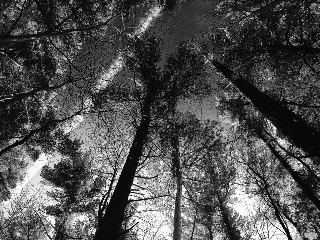 Alistair’s Tears – by ANNE ELIZABETH&nbsp;WEISGERBER