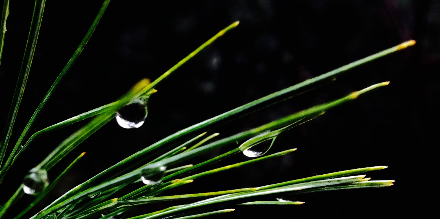 The Raindrops – by REBECCA HARRISON