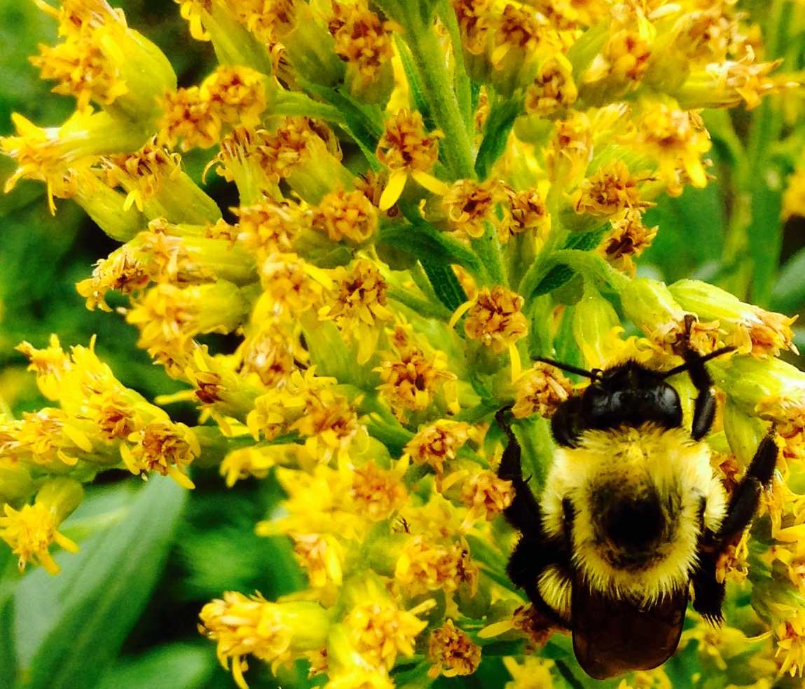 Honeycomb – by BIBI HAMBLIN