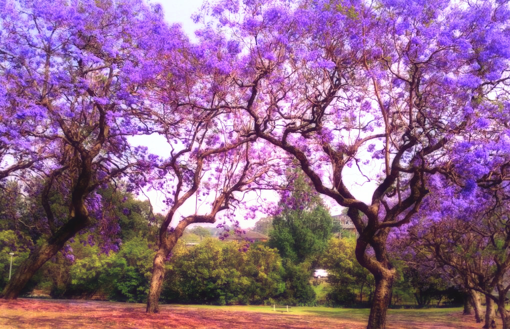 Bloom – by PAUL ALEX GRAY