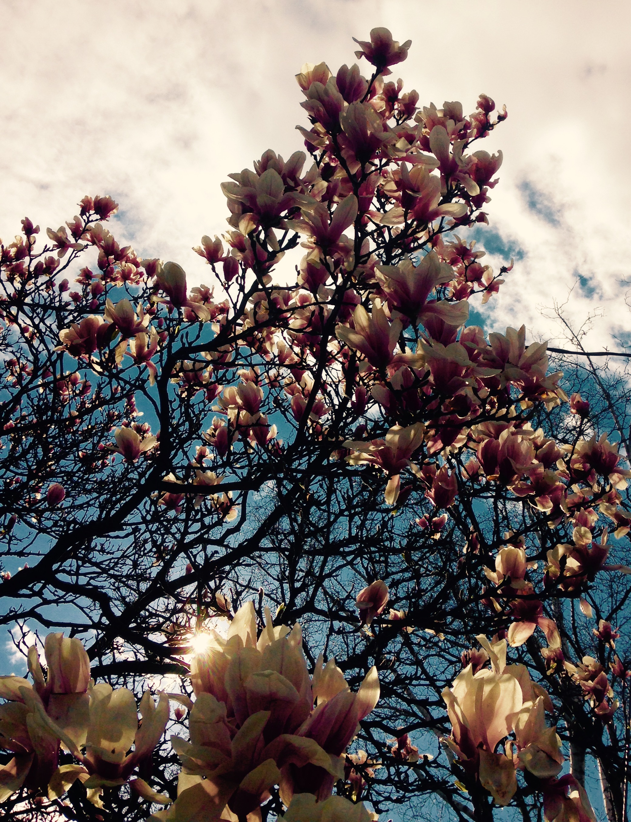 First Love – by CHRISTOPHER IACONO