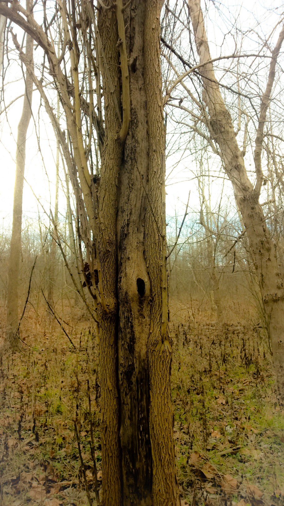 Tender Thorn Wounds / When Love is a Rose – by ADAM&nbsp;BROWN
