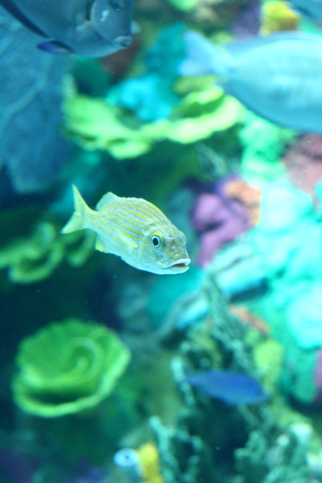 The Fish That Fell in Love With a Wave – by MICHAEL O’SHAUGHNESSY