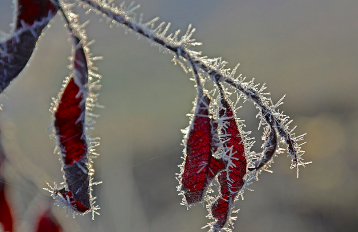 The Frozen Sky – by Rebecca Harrison