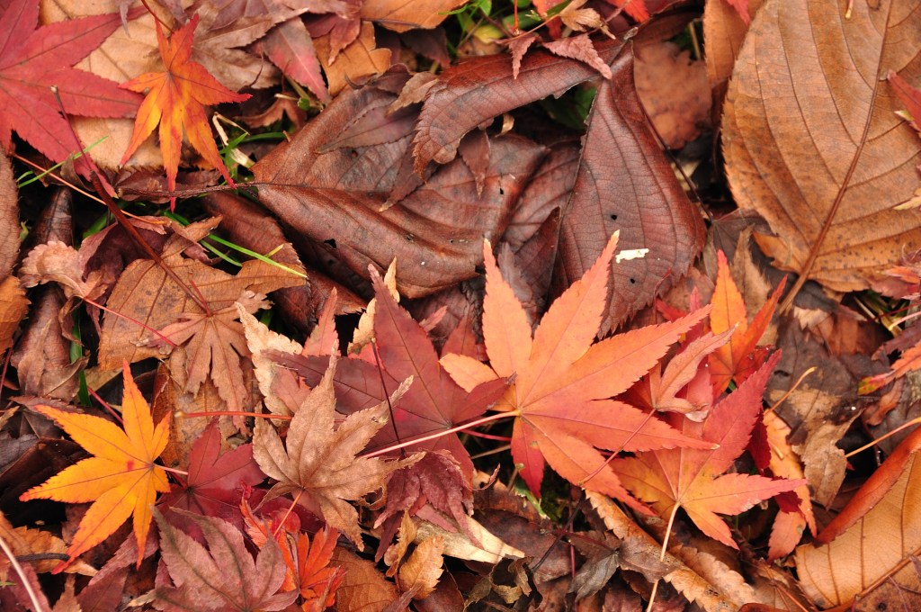 Fall Minds / Start From Scratch – Poems by MICHAEL O’SHAUGHNESSY
