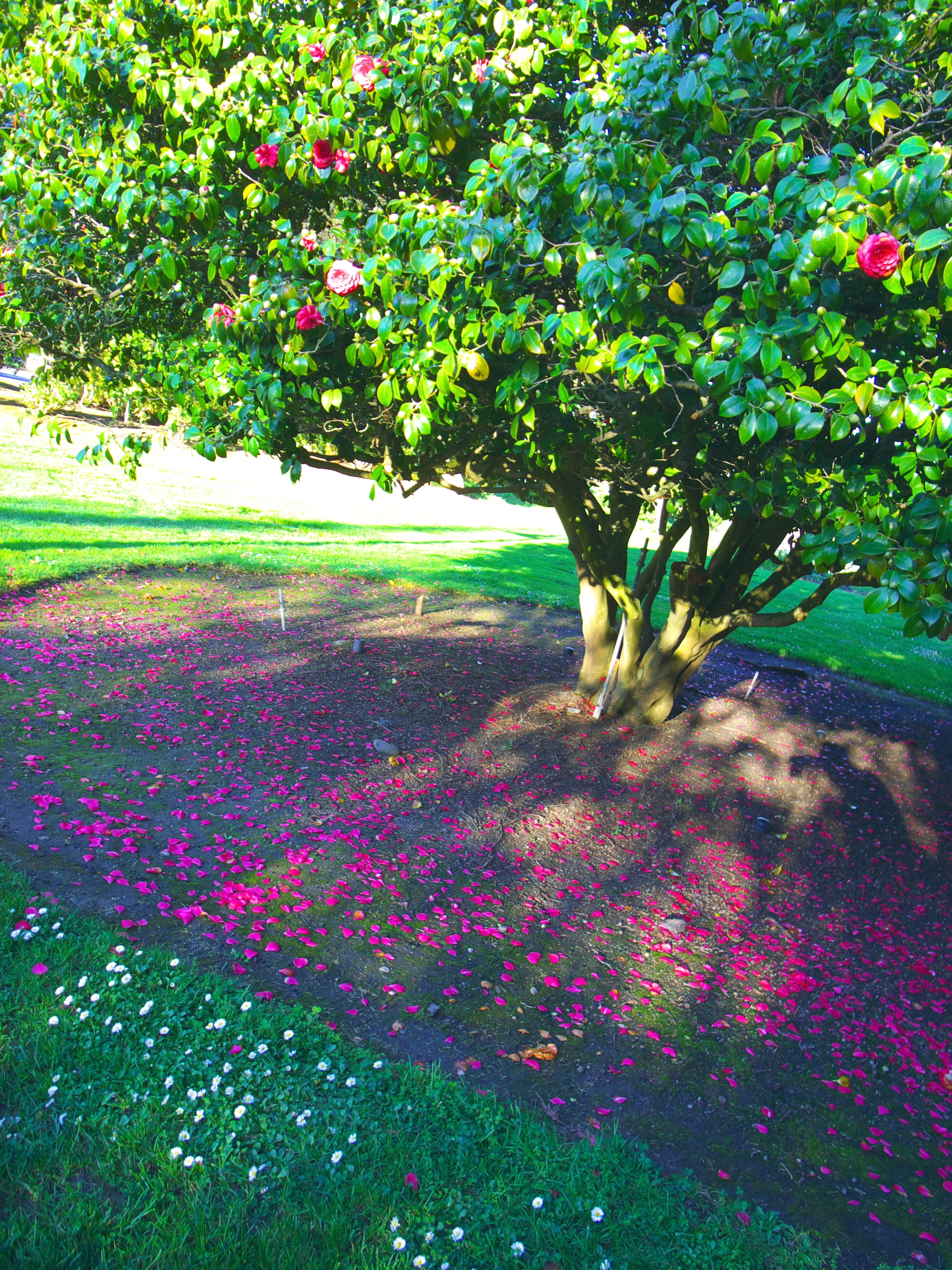 Glimpses – by BILL PRUITT