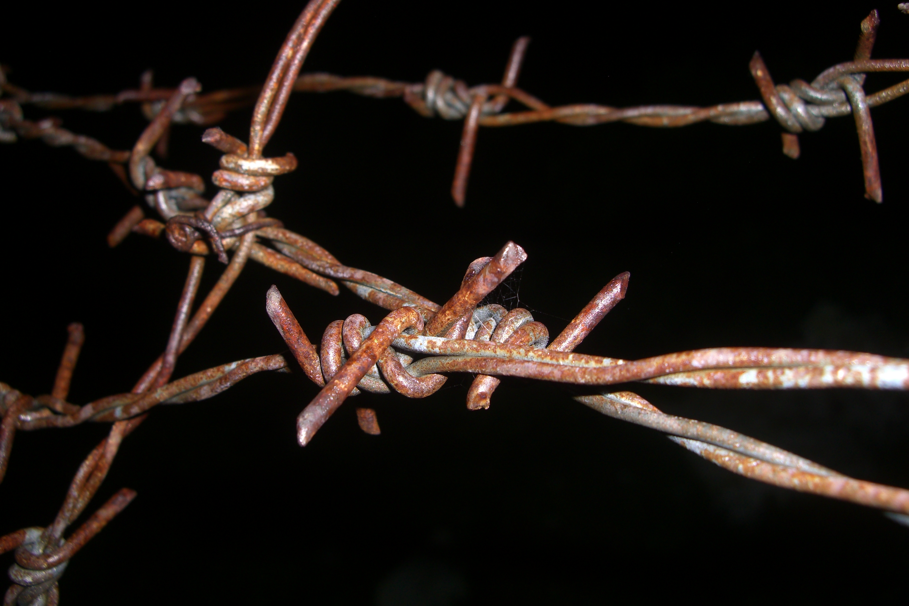 Learning to Lie – by LEE HAMBLIN