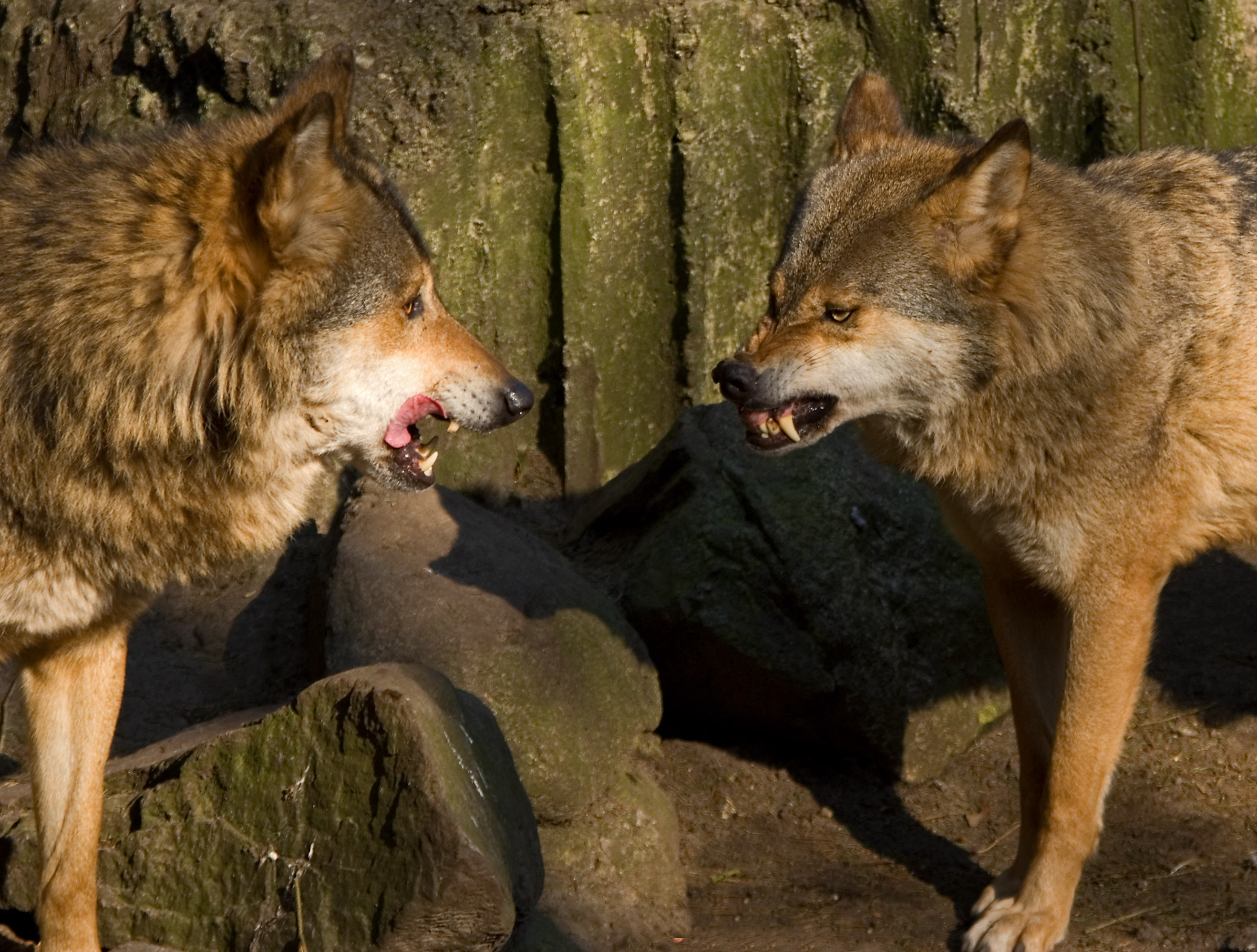 Mansplaining – by KATE JONES