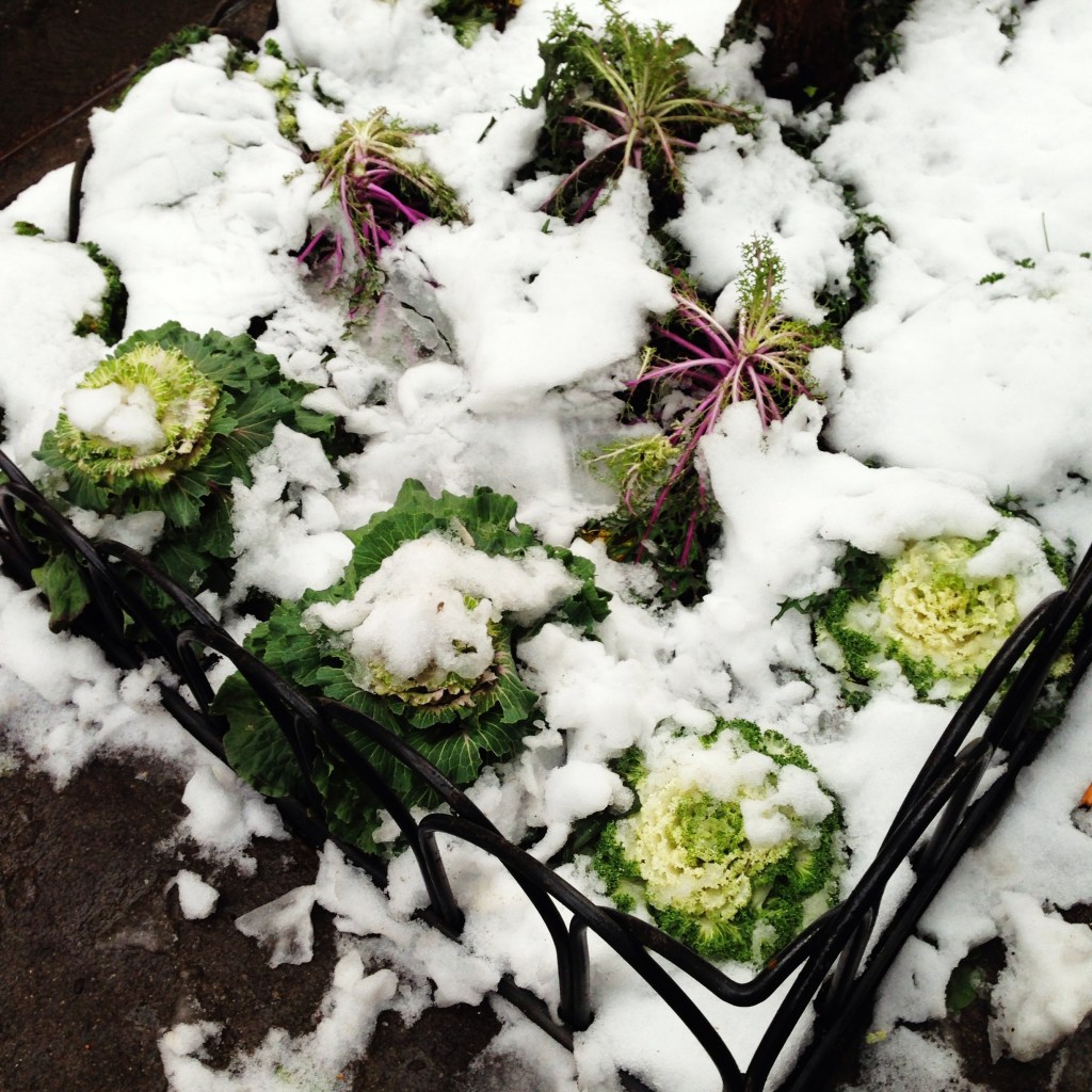 The Tale of the Cabbage Patch – by STEVE&nbsp;CARR