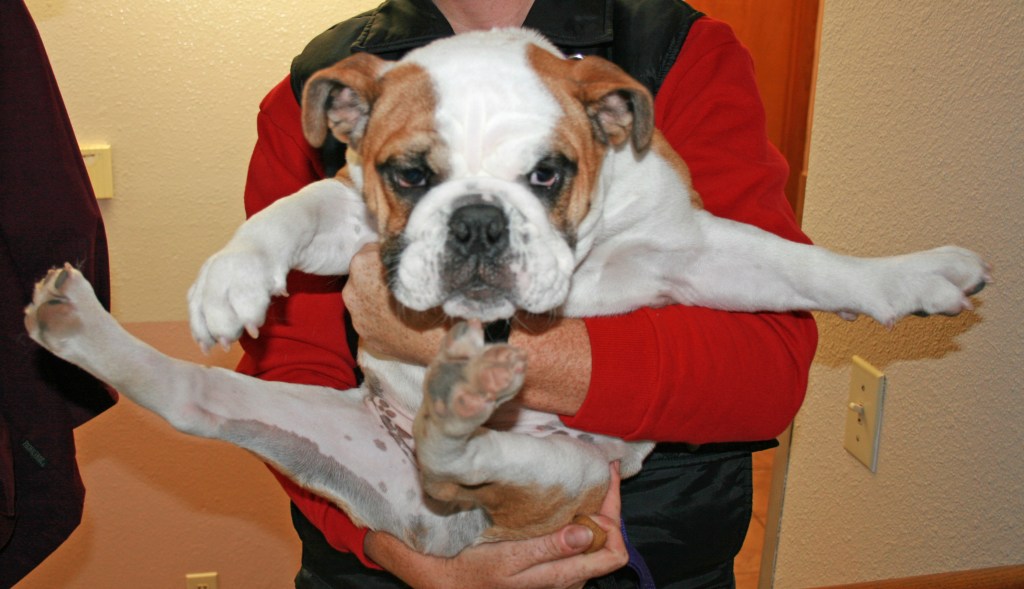 Butch – by ROBERT&nbsp;BOUCHERON