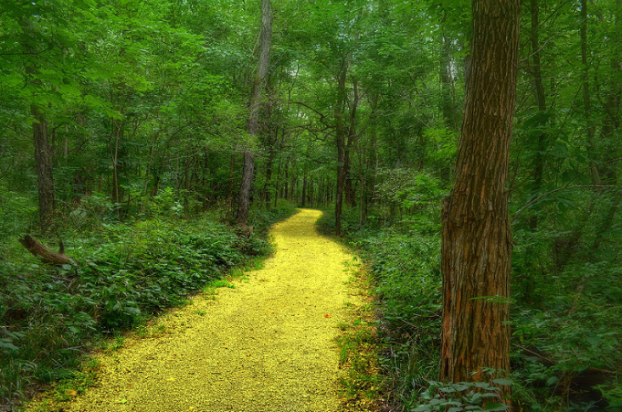 Follow ‘Da’ Yellow Brick Road (Oh My) by Renee’ Drummond-Brown