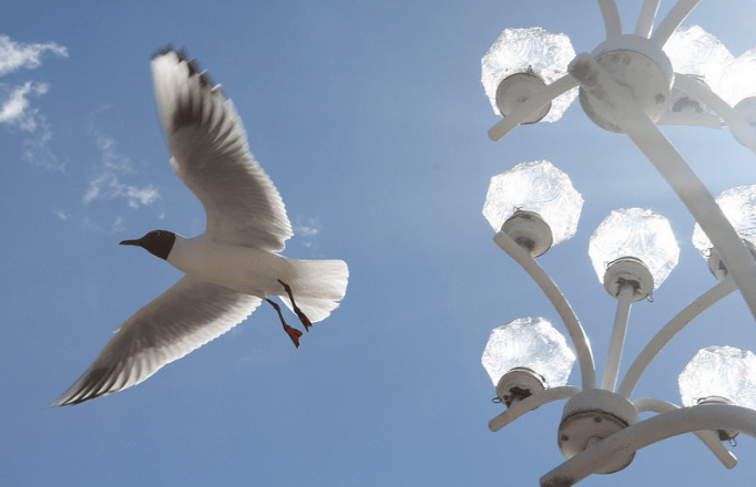 I Saw a Bird by Kyle&nbsp;Perdue