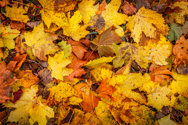 That Which is Left on the Harvest Breeze – by B. W.&nbsp;Evans