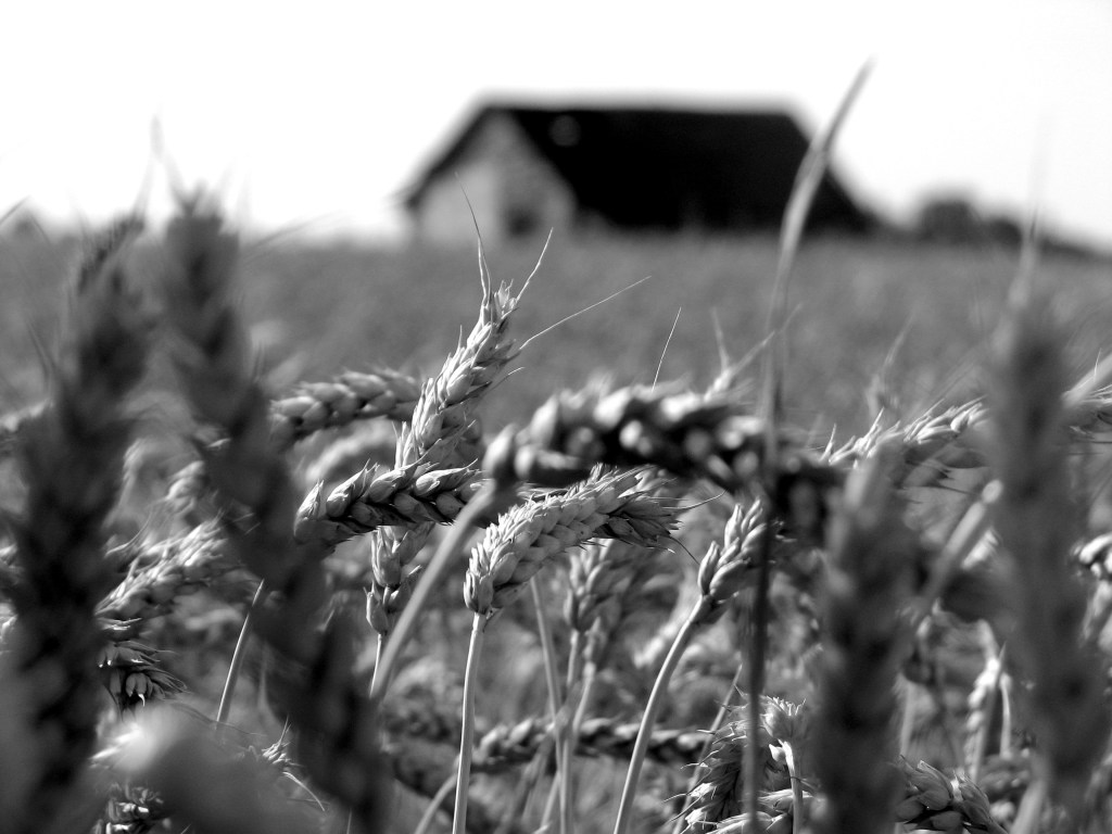 Walking Home in New Spring / Picking Corn with Boys – by JOHN&nbsp;BROWN