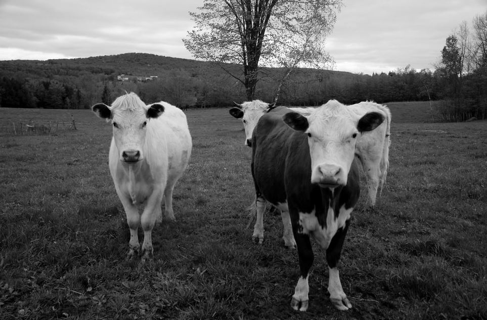 Judge Bustamente’s Buck Up – by Stephen&nbsp;Cooper