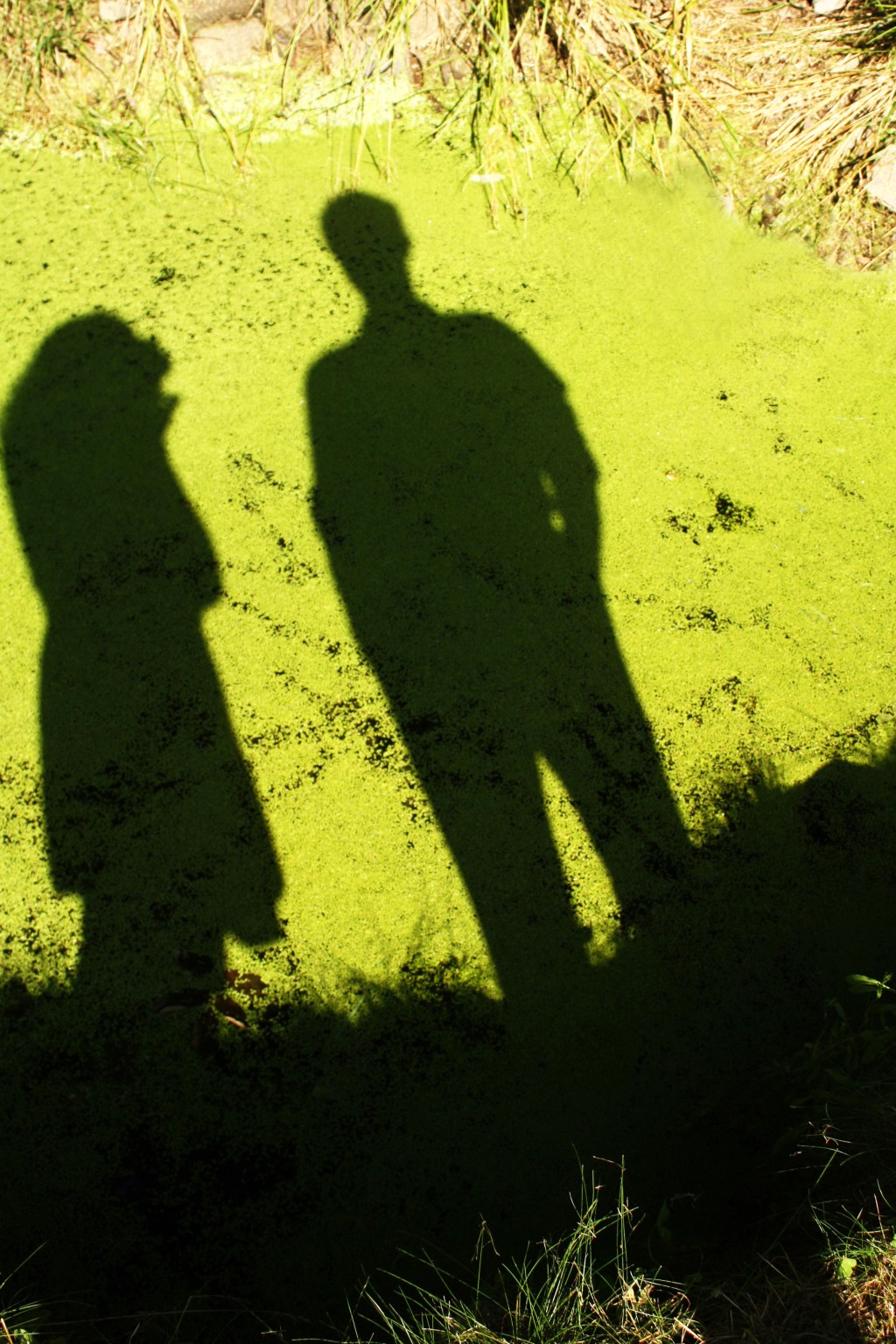 Shadow Play – by DAVID&nbsp;COOK