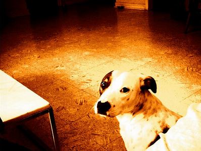 Yard Dog – by Matthew&nbsp;Lyons