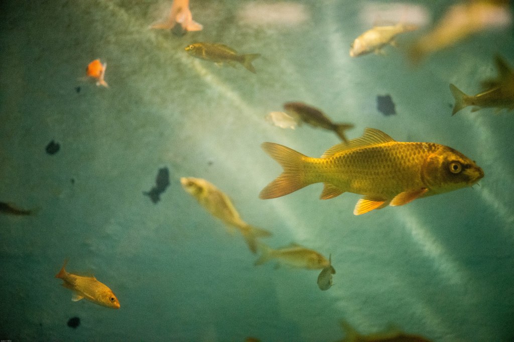 Fish – by Eva&nbsp;Ferry