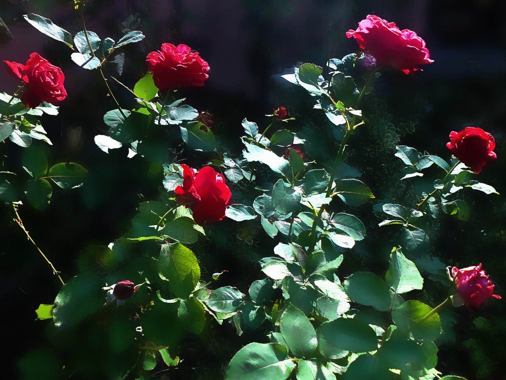 Roses – by Tracey&nbsp;Stewart