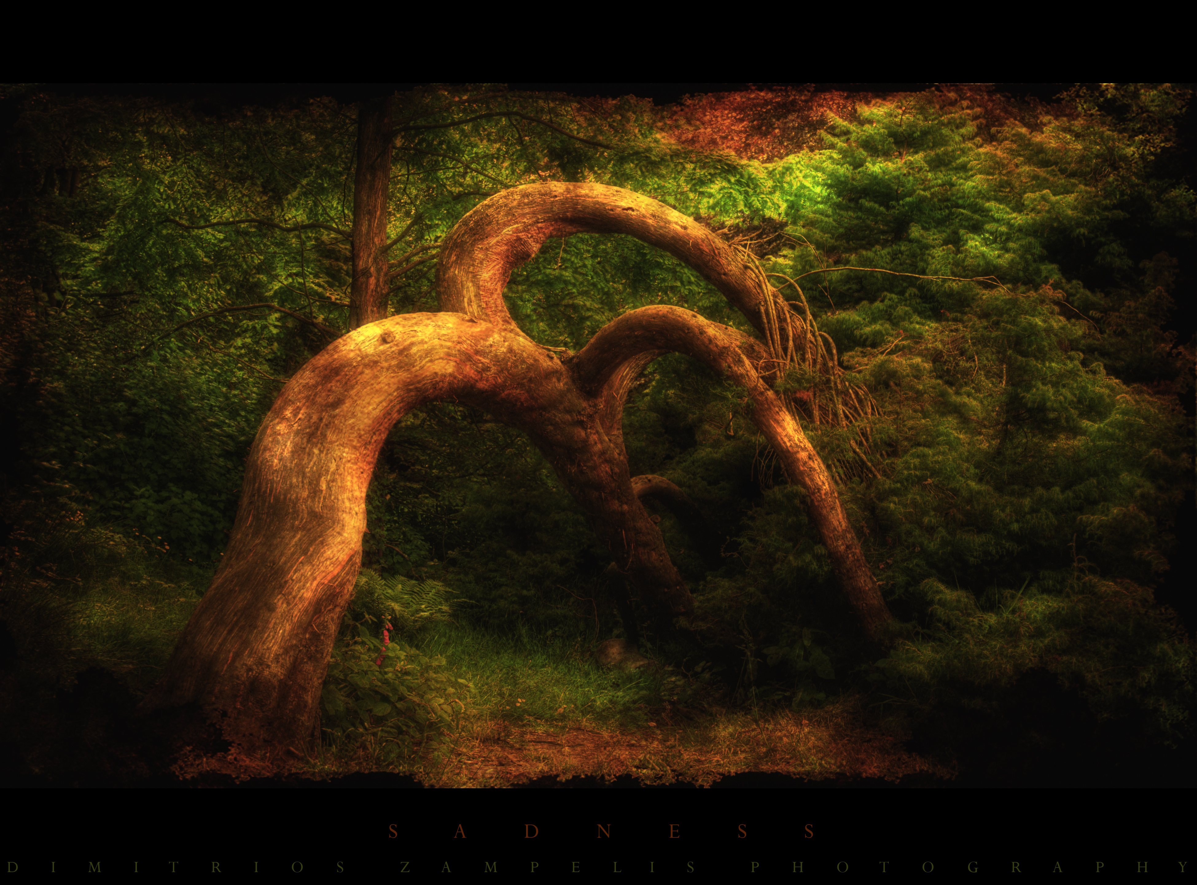 A Poetry Collection – by Derek Collins