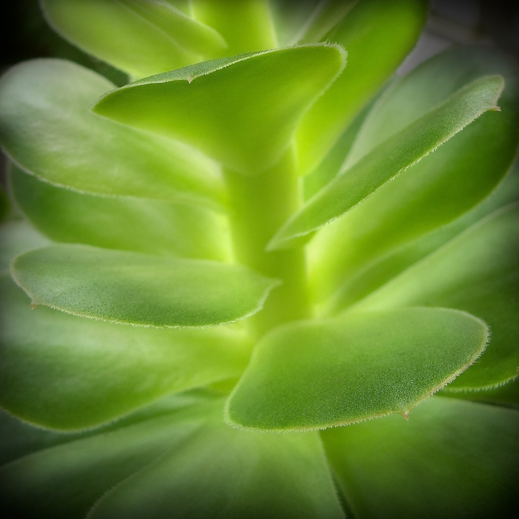 The Leaf – by Susan&nbsp;Richardson