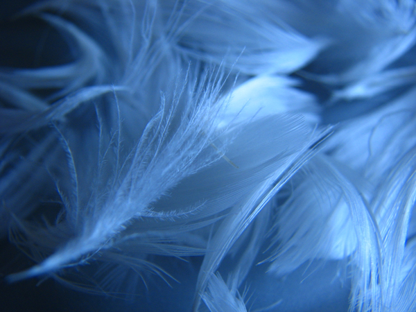 Feathers – by SEB REILLY
